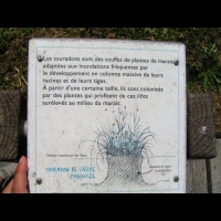 Touradon (Tourbieres de l'Herretang, Isere, France) 2